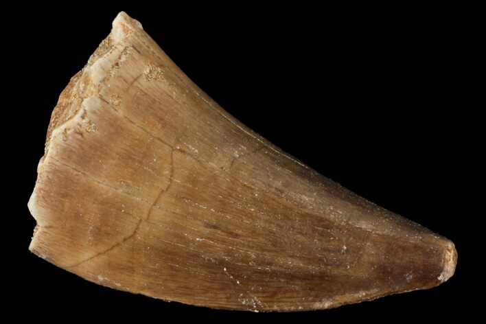 Mosasaur (Prognathodon) Tooth - Morocco #101051